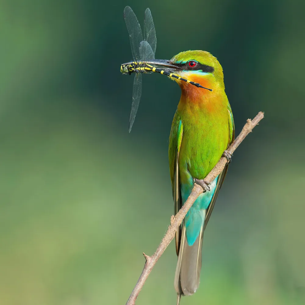 Blue Tailed Bee-Eater