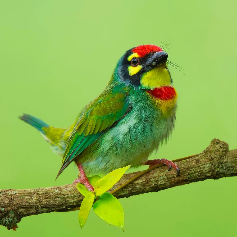 Coppersmith Barbet