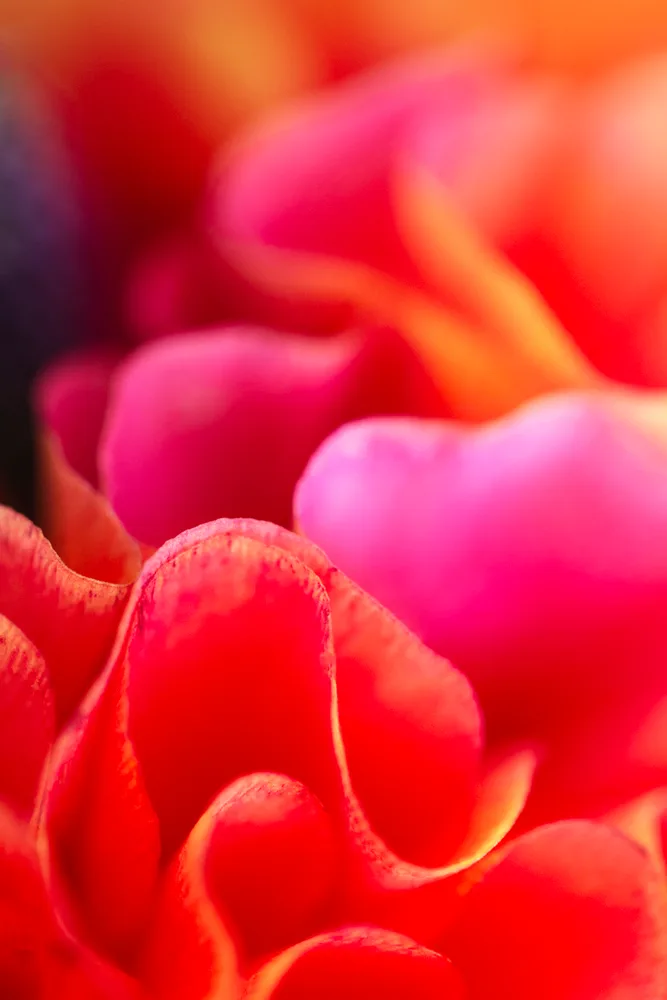 In Bloom 1