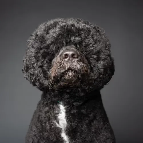 Portuguese Water Dog #DA196
