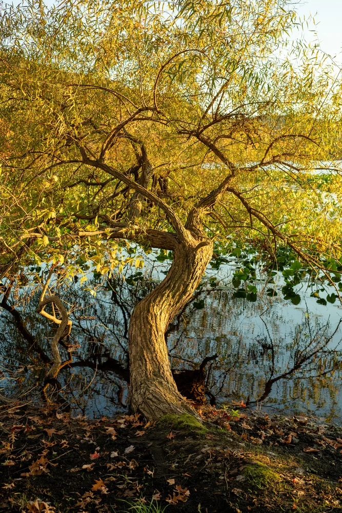 Golden Hour Willow