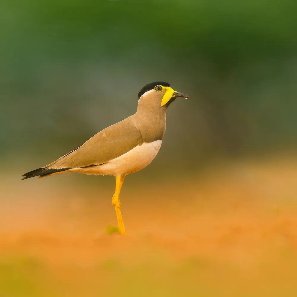 Yellow-wattled lapwing