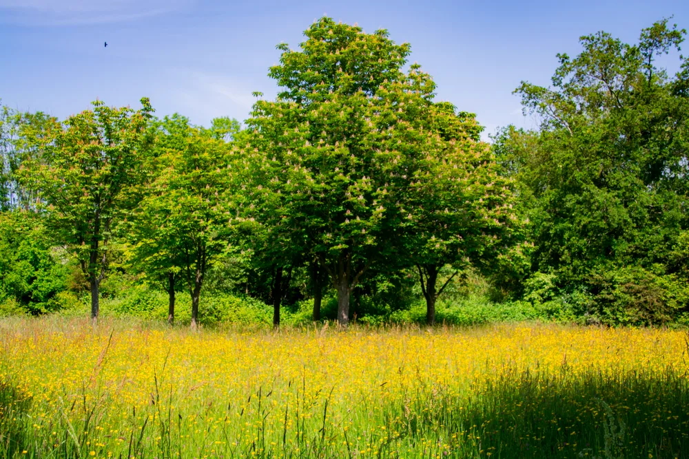 Buttercup Paradise