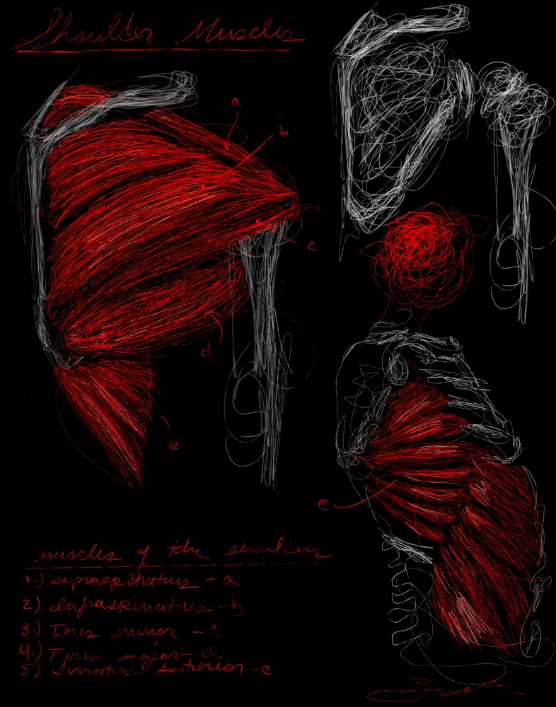 The Shoulder Muscles (DS1)