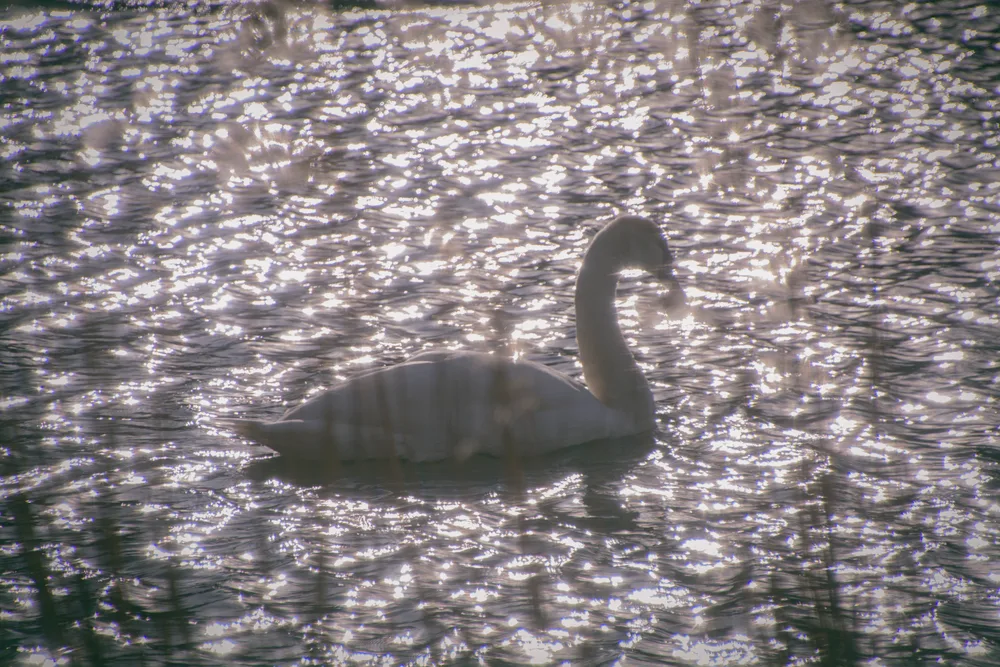 Swan in the Sunlight