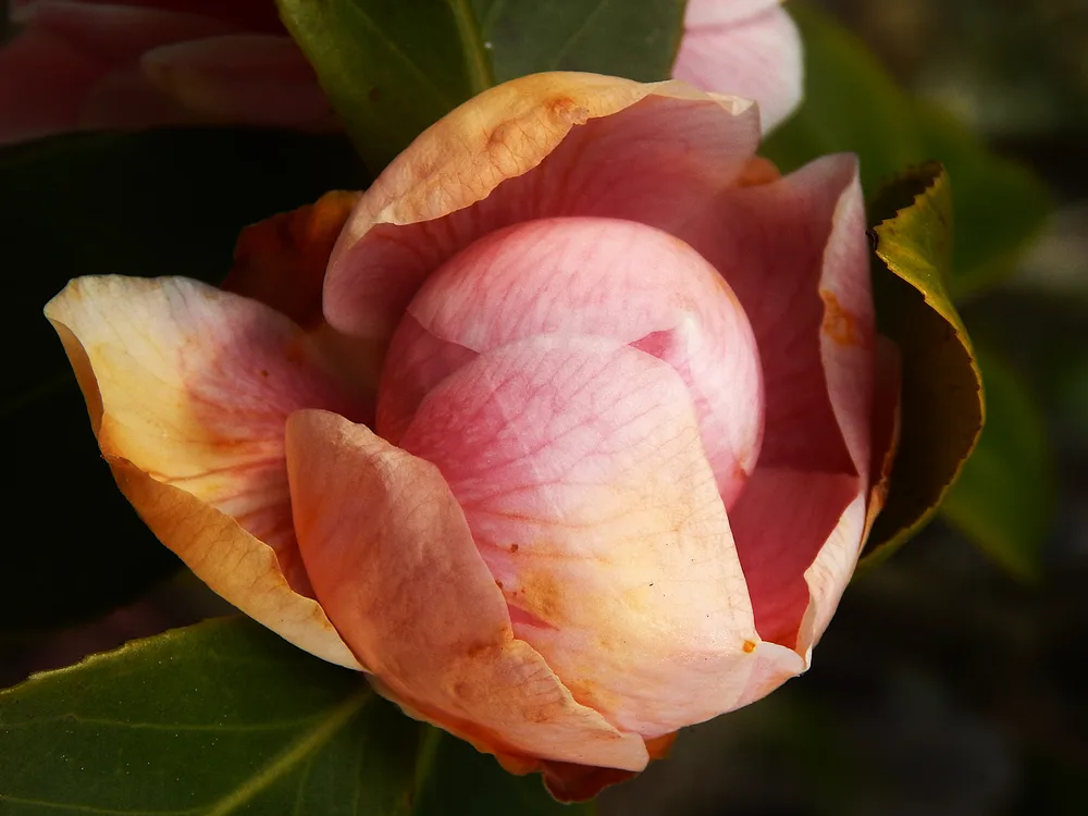 Specimen n°2_Camellia