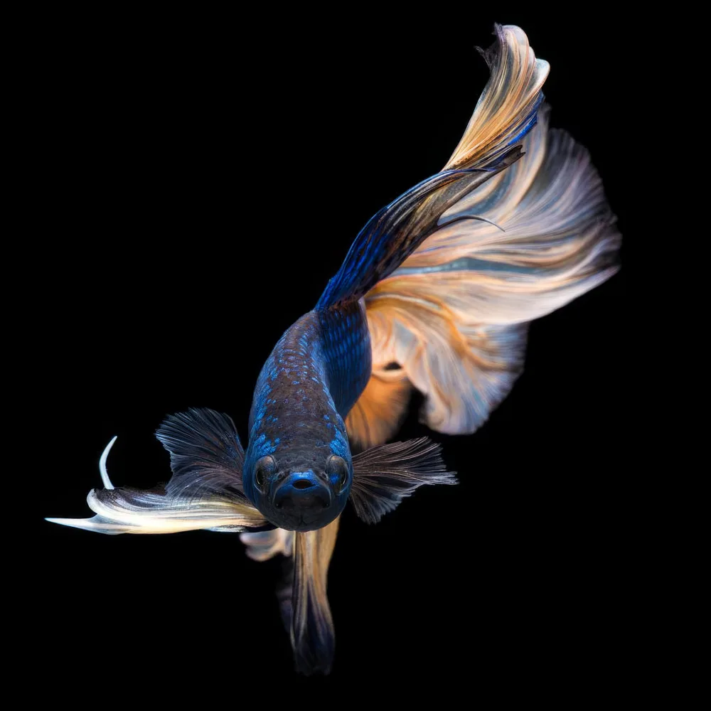 Halfmoon Rosetail Betta