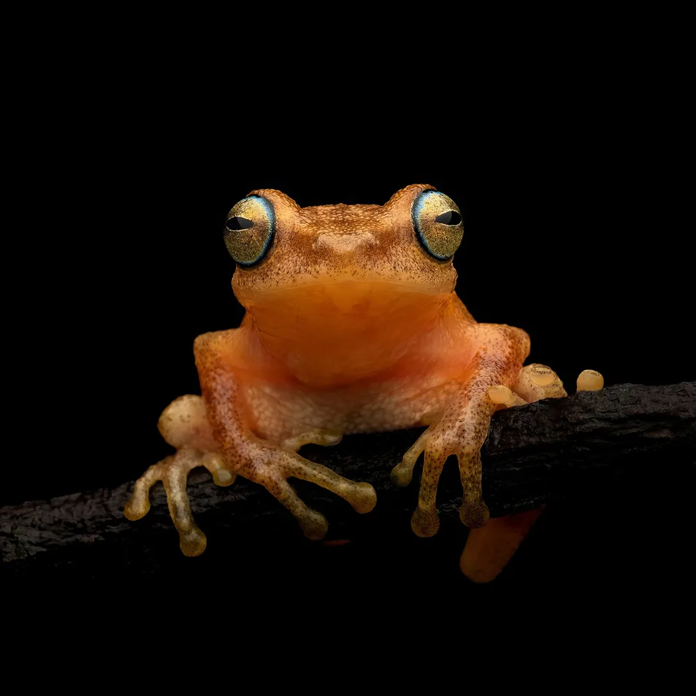 Coorg Yellow Bush Frog