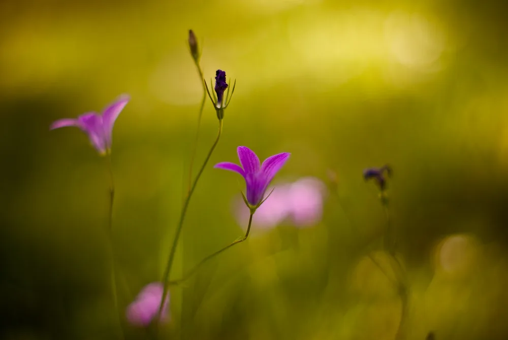 Fragile Beauty