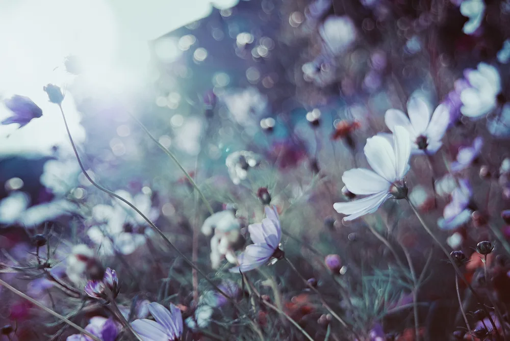 Luminous blooms