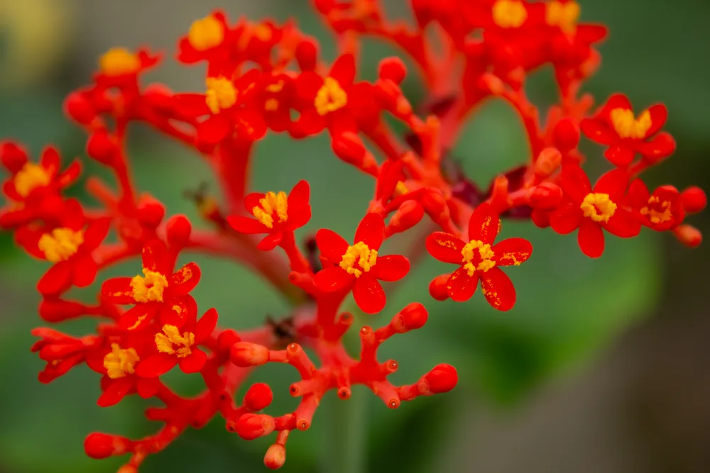 SF Bloom 1: Jatropha