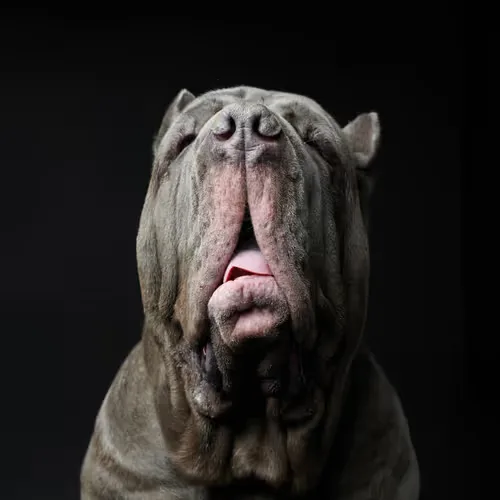 Neapolitan Mastiff #DA027