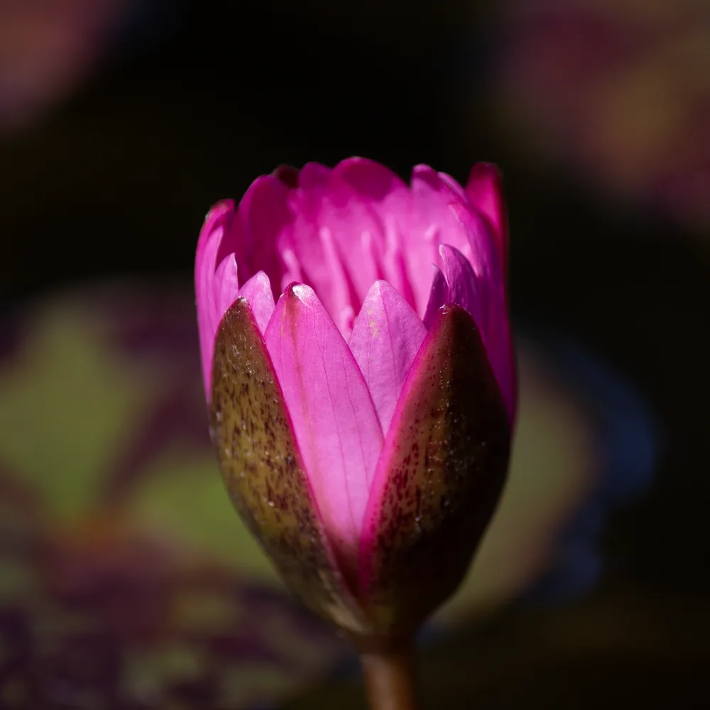 SF Bloom 6: Water Lily Blooming (Square)