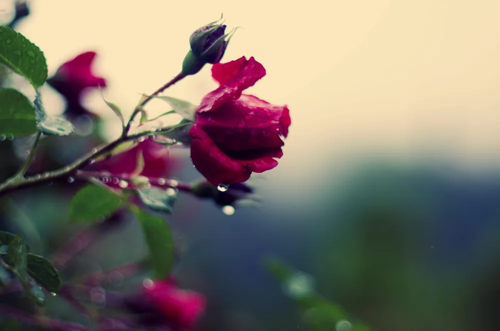 Rose Tears
