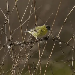 Goldfinch(es) Flow
