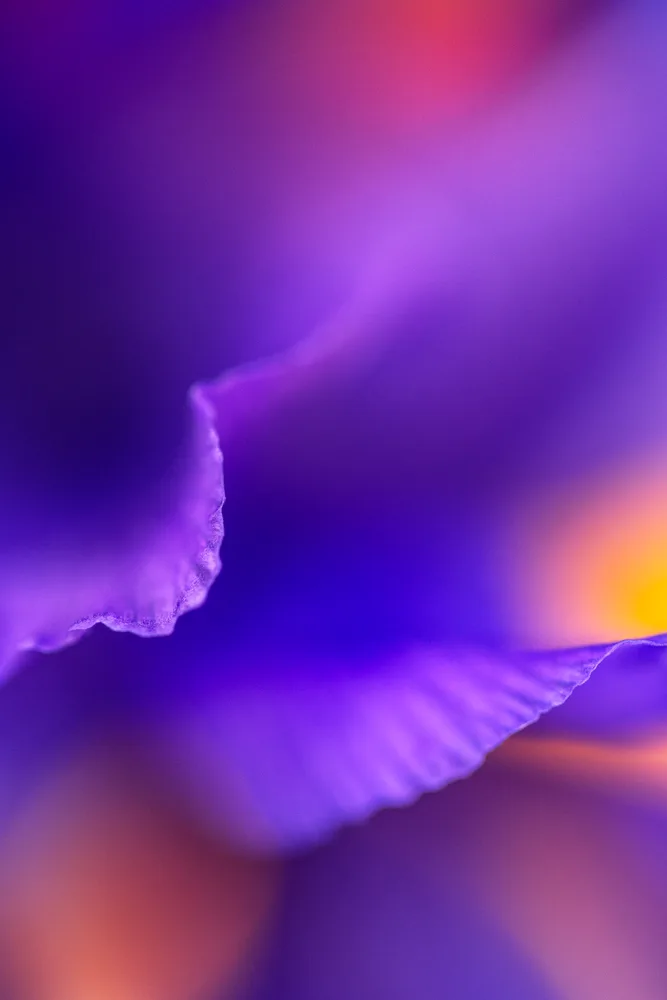 In Bloom 5
