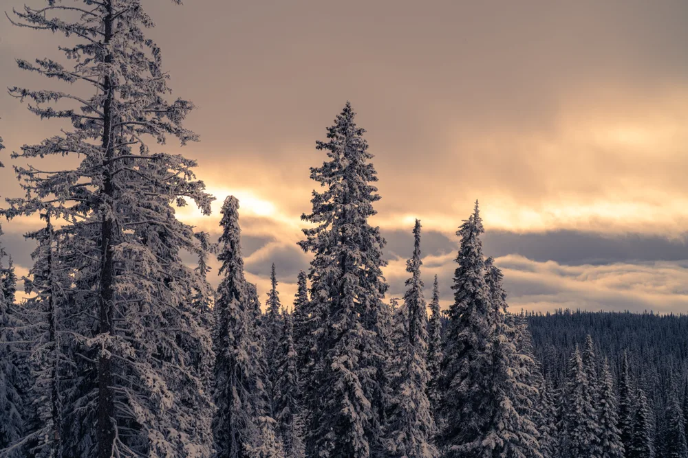 i guess the winter