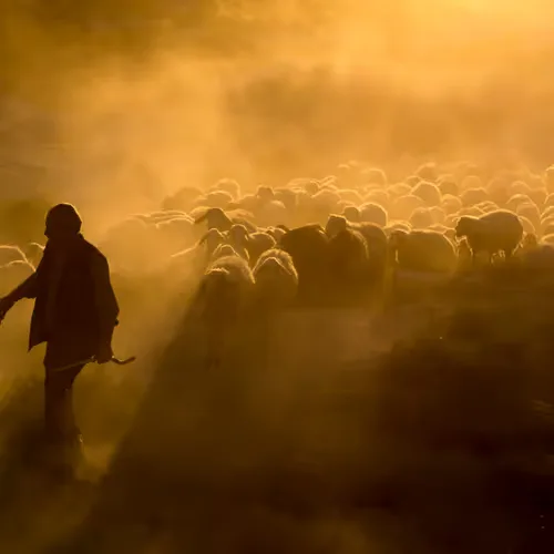 Sheepherd