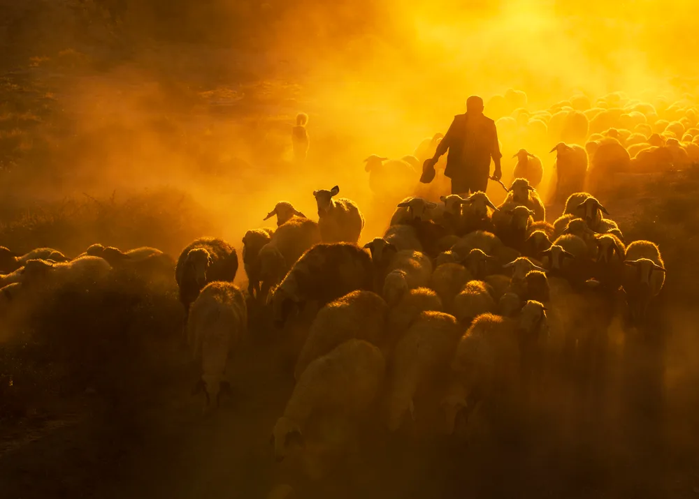sheep herd