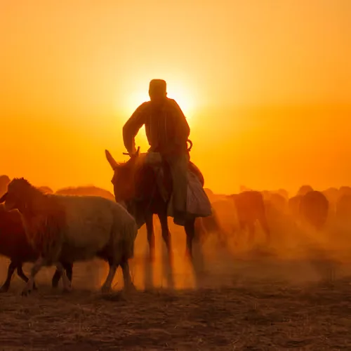 Sheep and shepherd