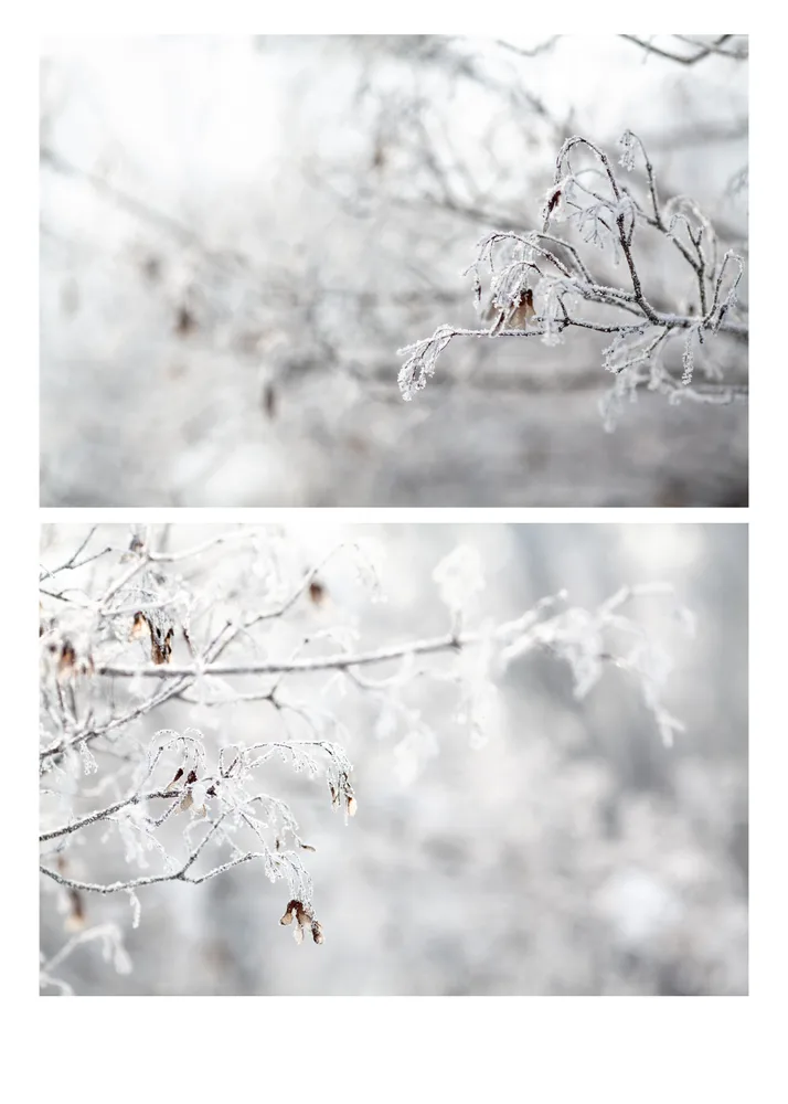 Winter Lace