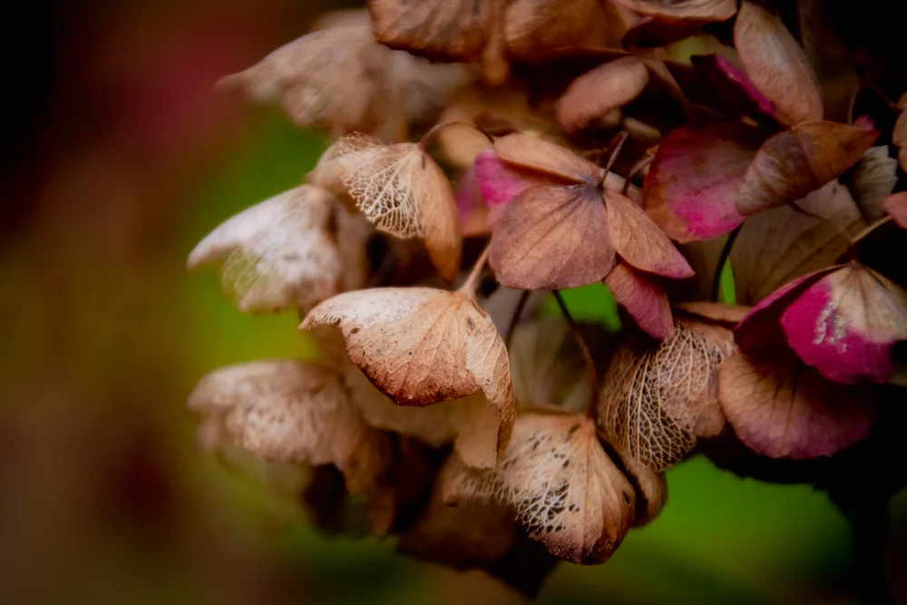 Hydrangea in the garden