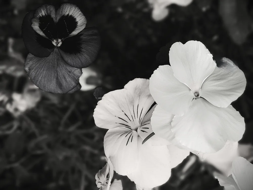 Dark Heart, White Embrace
