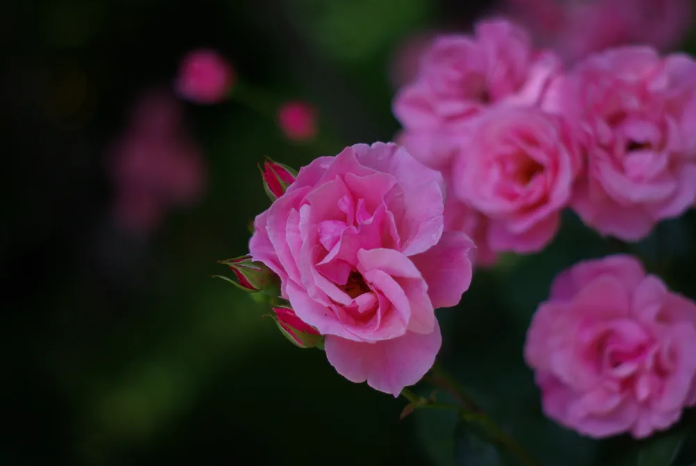Rosy Reverie 🌹