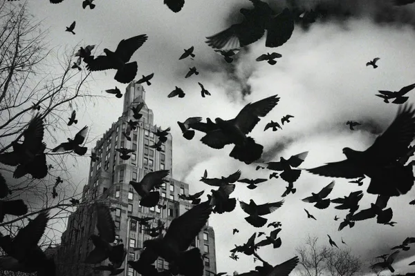 The Birds