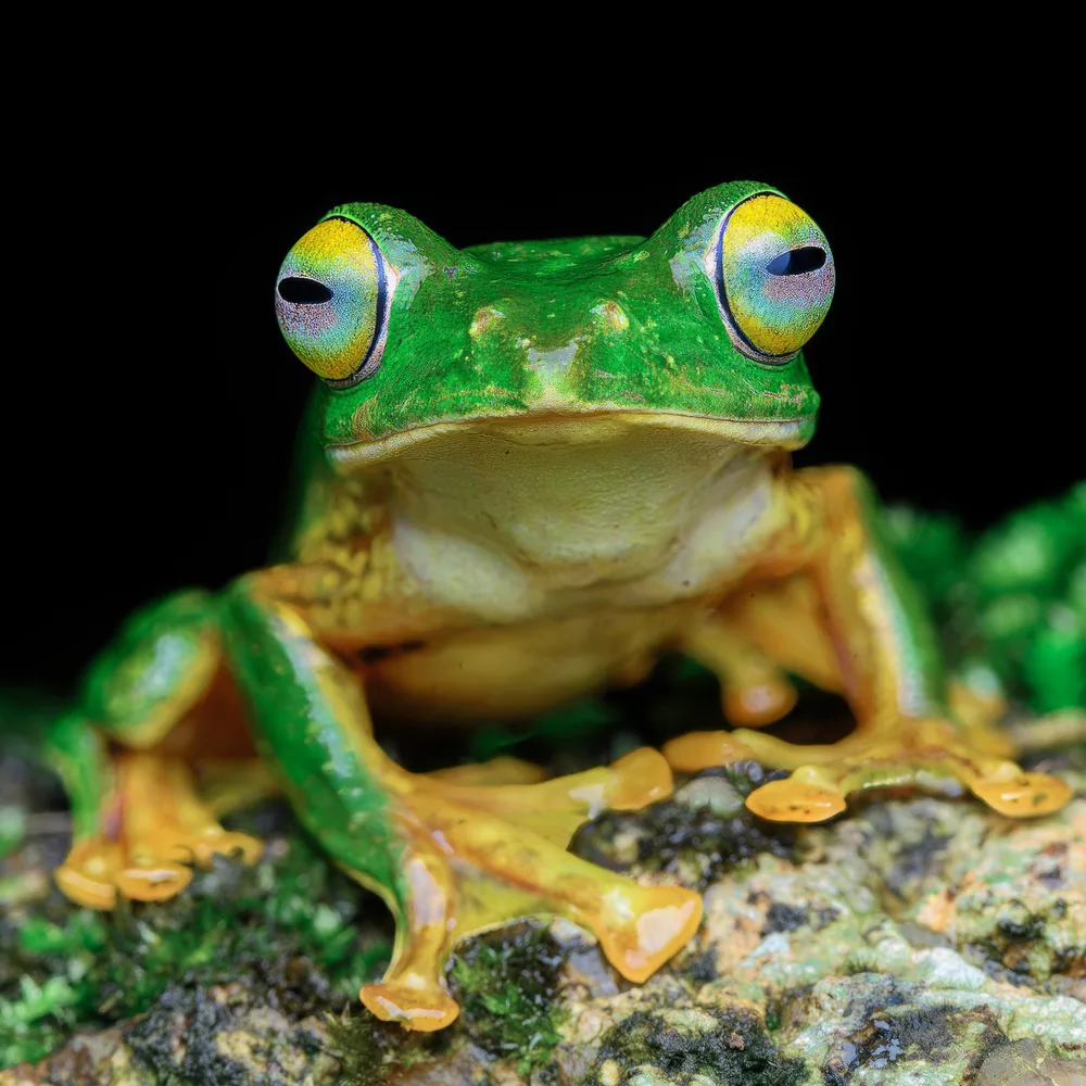 False Malabar Gliding Frog