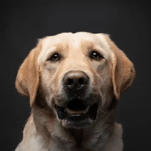 Labrador Retriever #DA024