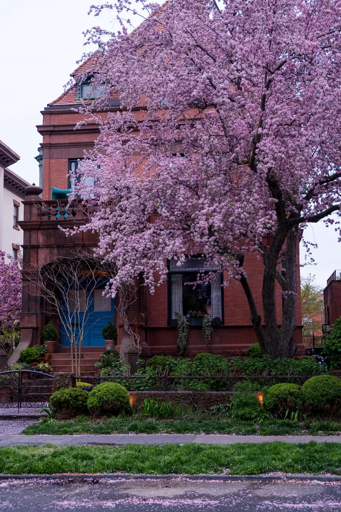 A Tree Grows In Brooklyn