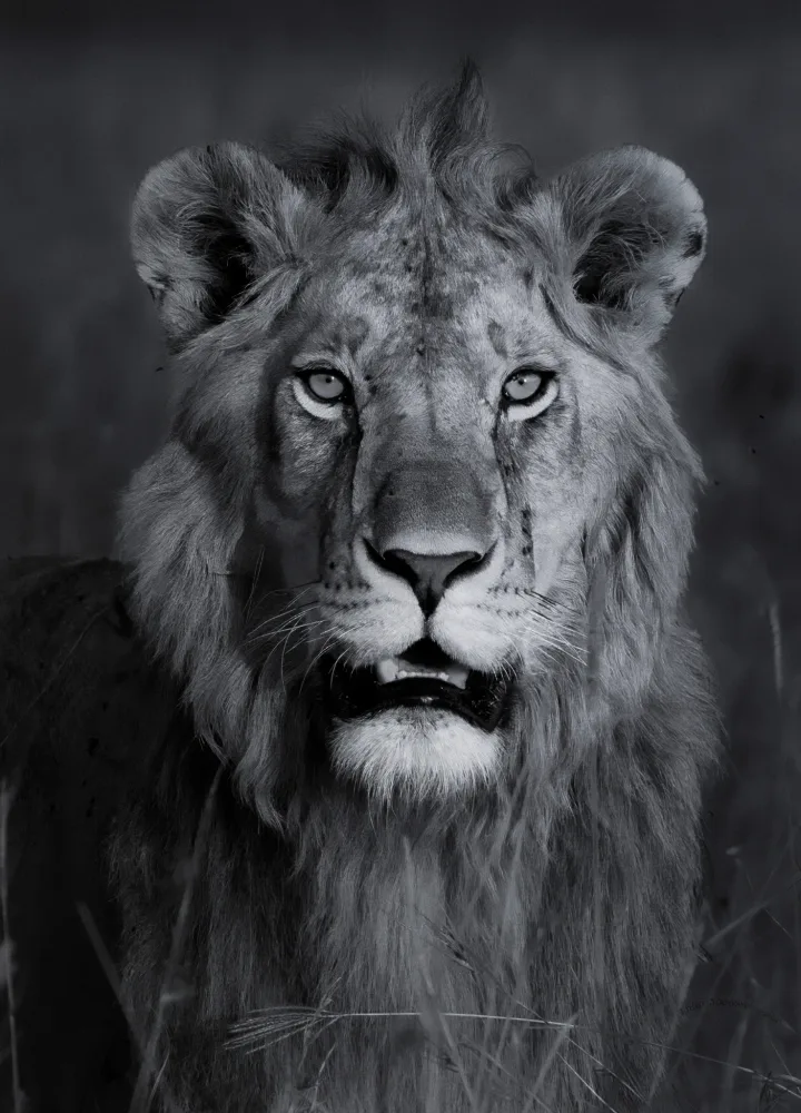 The Royal One