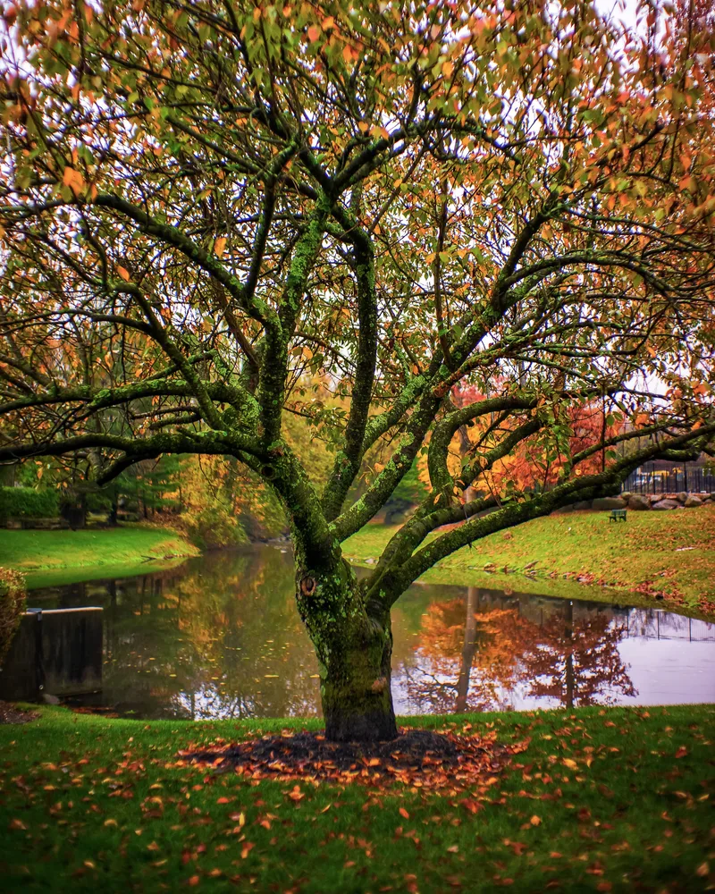 Autumn Feels
