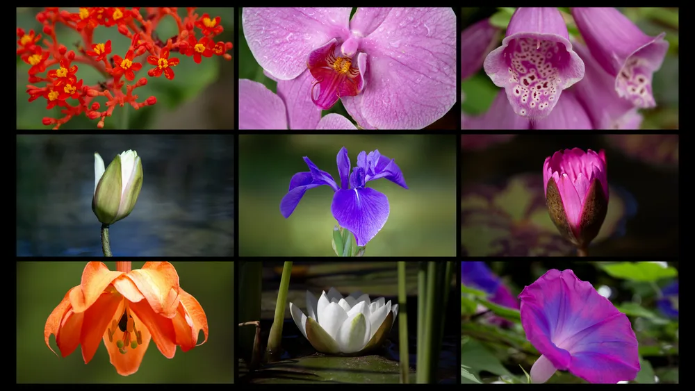 SF Bloom Series (16x9)