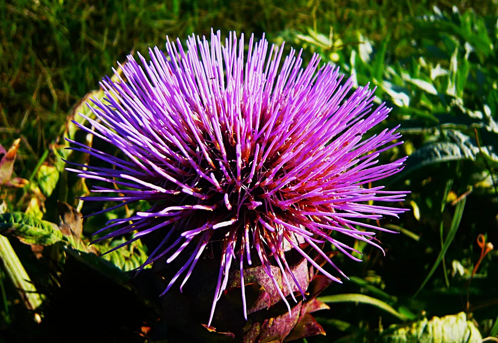 Melancholy Thistle