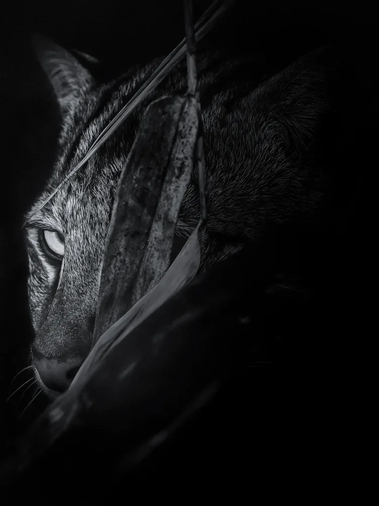 The Elusive One