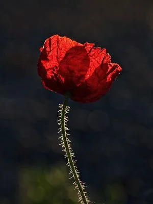 Poppy Dream