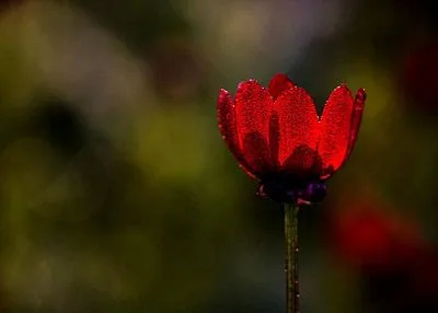 The Red Poppy's Dream