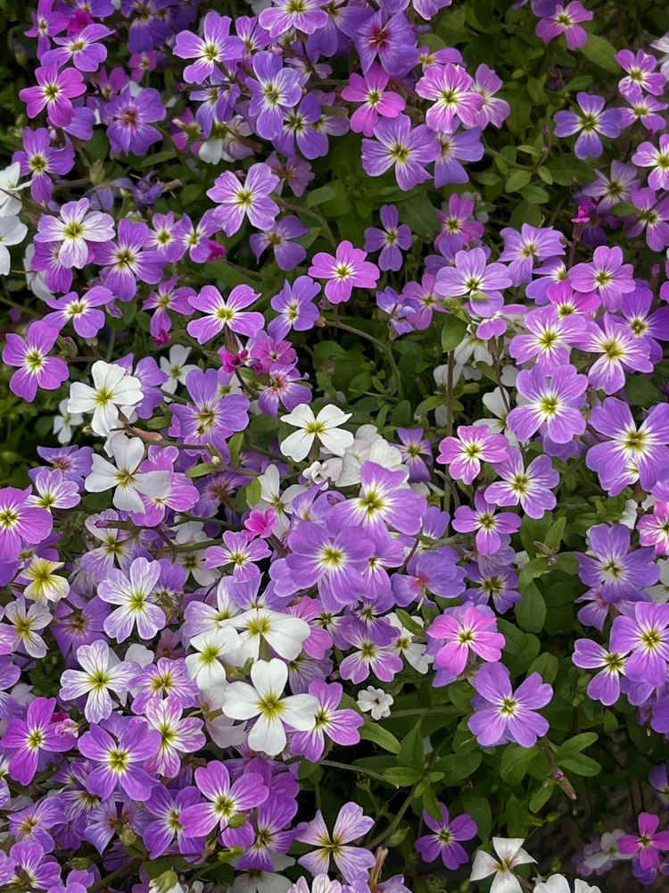 Where Spring Forgot to End