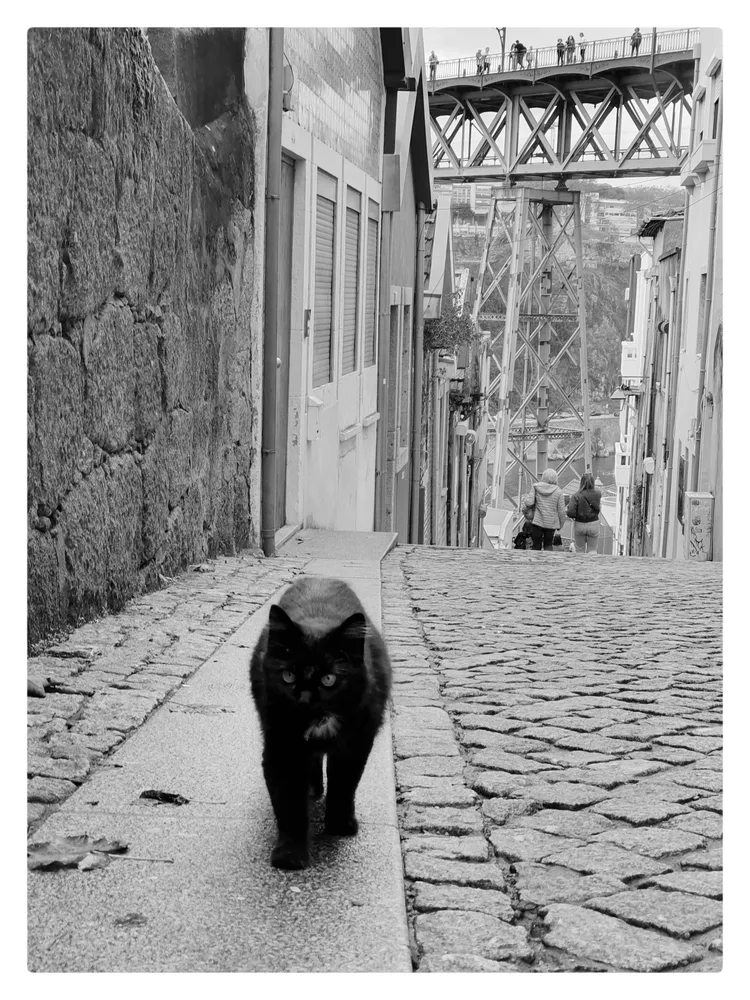 City Kitty