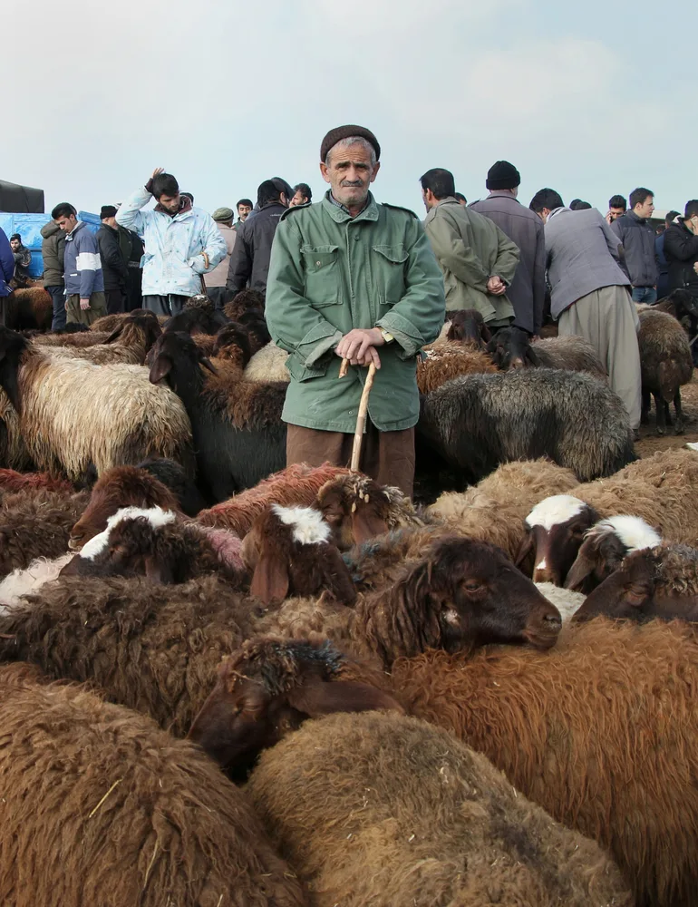 sheep market
