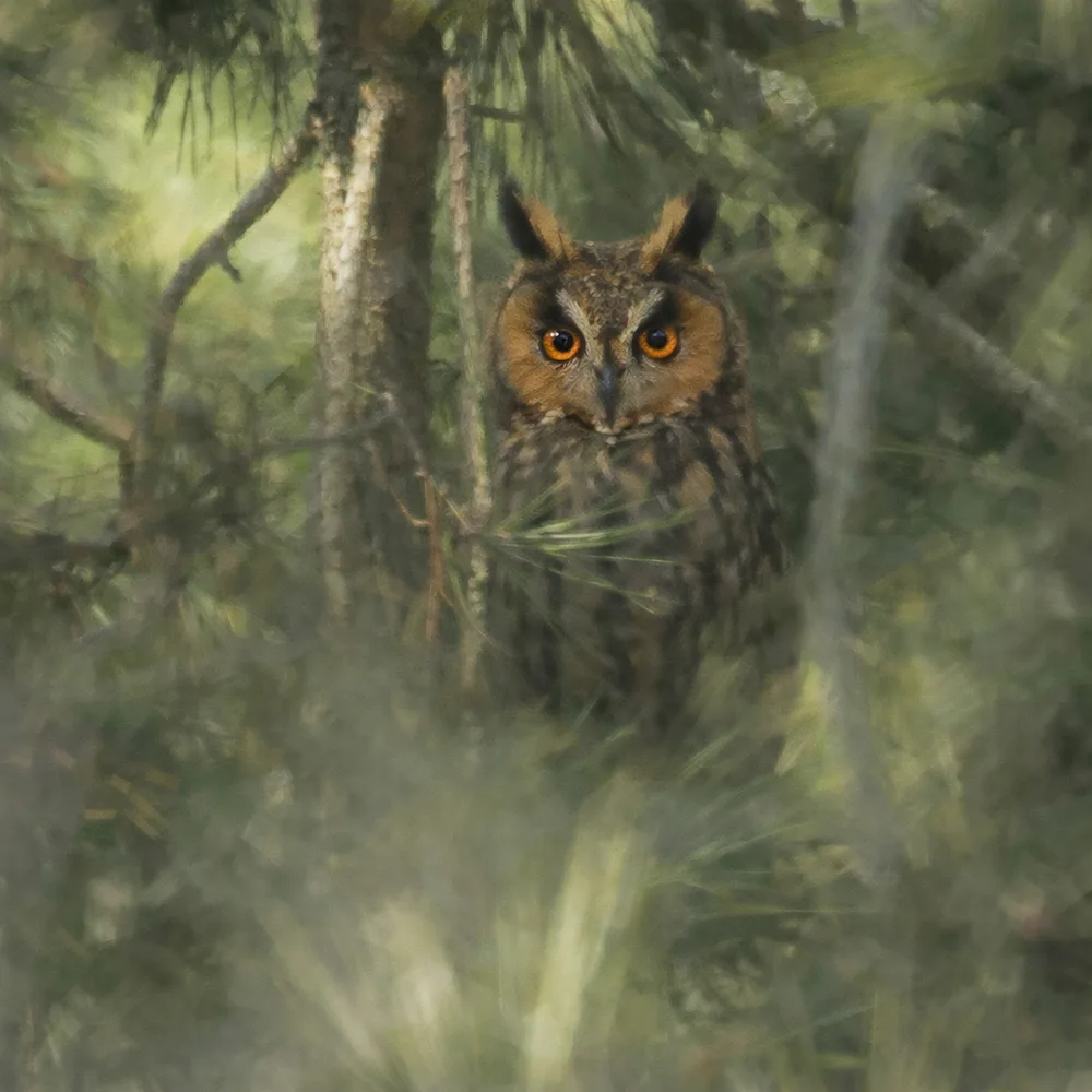 Asio otus