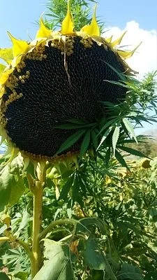 Seeds of Sunshine