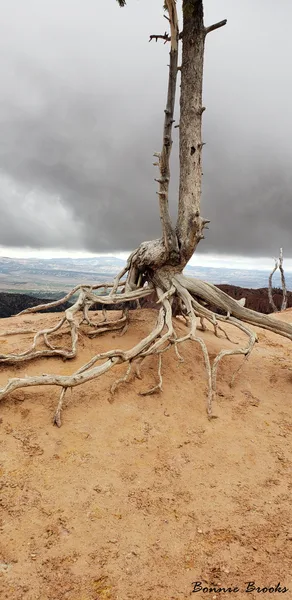 Rooted