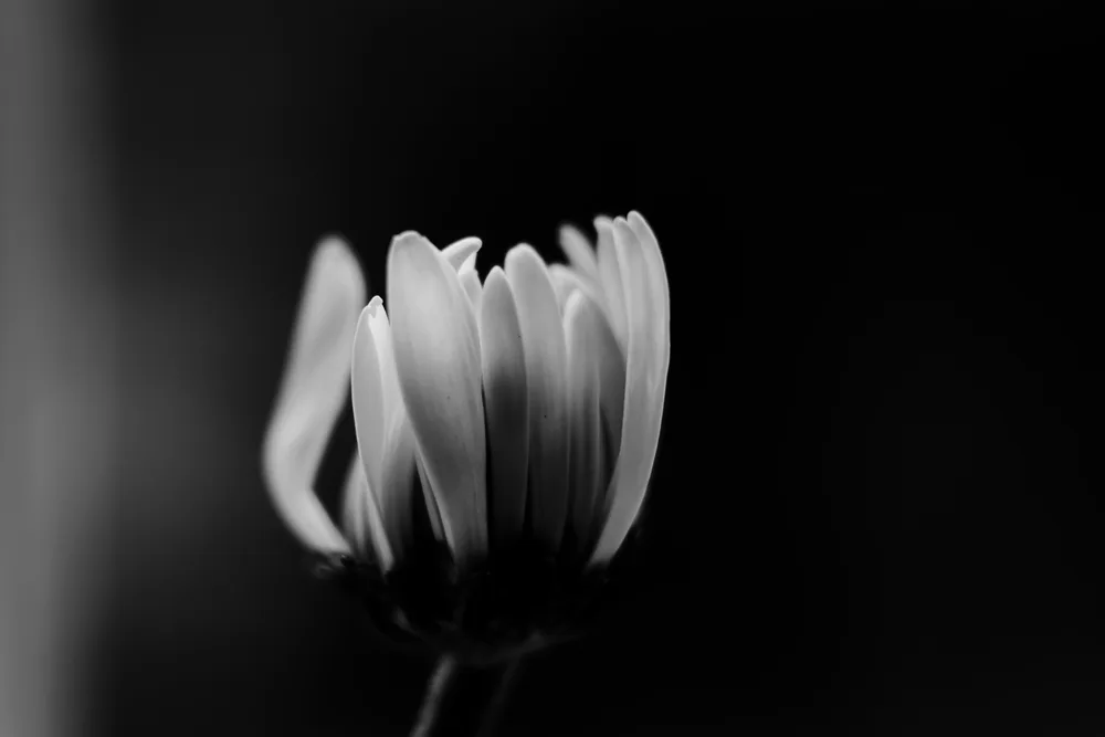 _humanity
