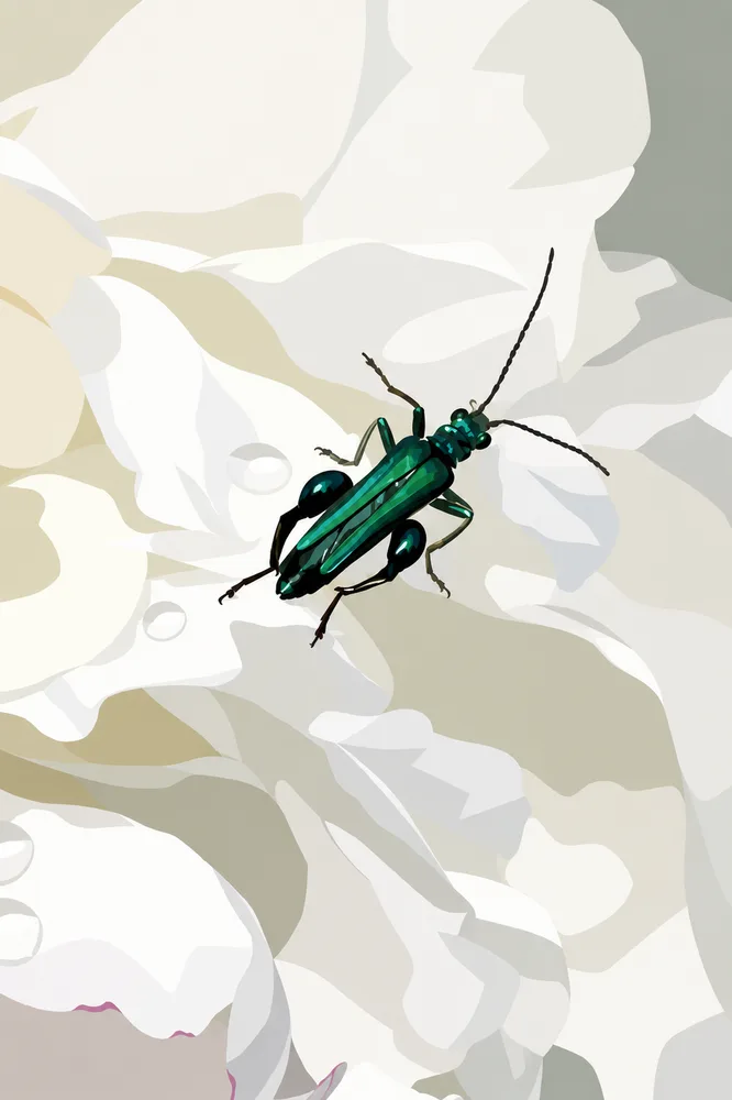 03. Oedemera nobilis