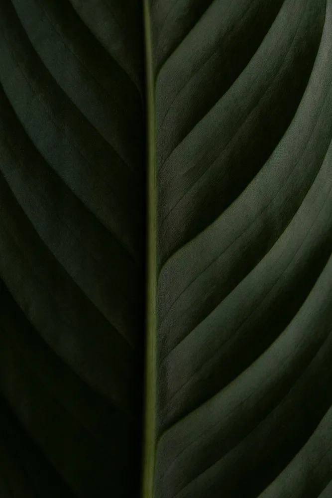 Wild Lines