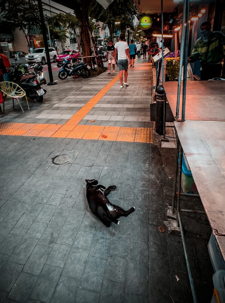 Streets of Bangkok - Cat Nap II