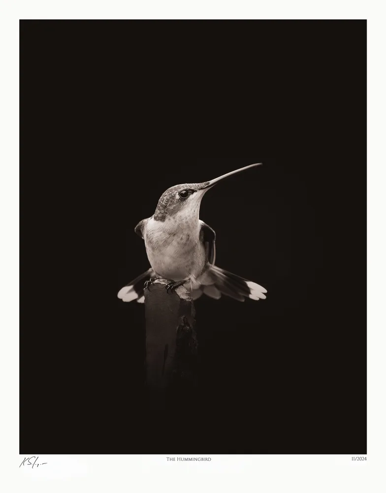 The Hummingbird